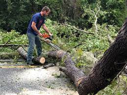 Best Firewood Processing and Delivery  in North Kensington, MD