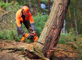 Best Lawn Disease Treatment  in North Kensington, MD