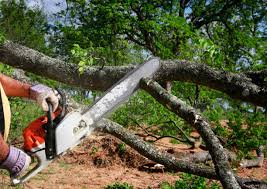 Professional Tree Removal in North Kensington, MD