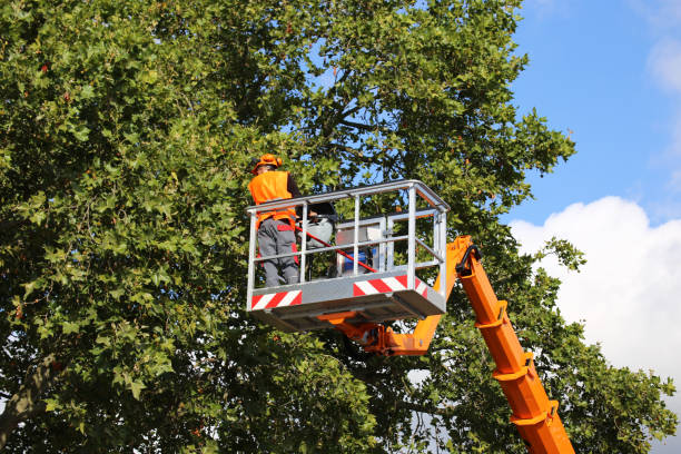 Best Hazardous Tree Removal  in North Kensington, MD
