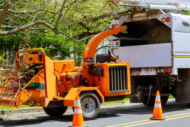 Best Tree Removal  in North Kensington, MD