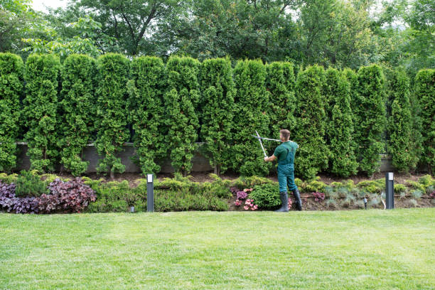 Best Commercial Tree Services  in North Kensington, MD