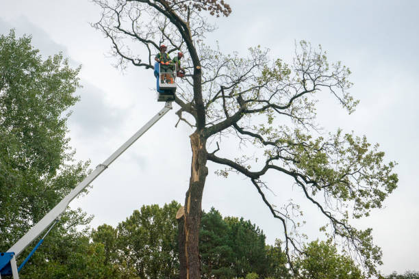 Best Tree Maintenance Programs  in North Kensington, MD