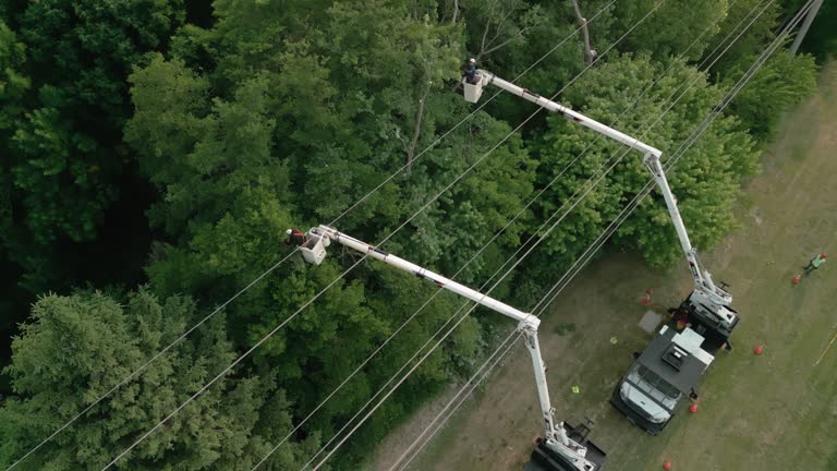 Best Fruit Tree Pruning  in North Kensington, MD