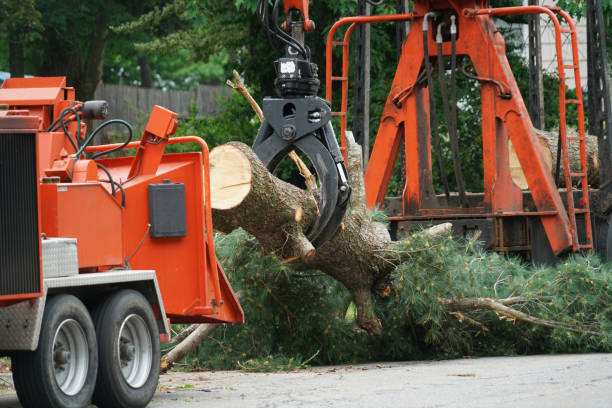 Best Lawn Watering Services  in North Kensington, MD